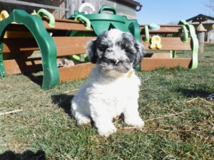 #6 Blue Merle Parti Female puppy– YELLOW collar