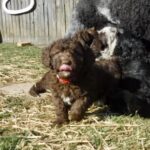 #2 Choc Tux female puppy –RED collar