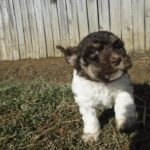 #4 Choc Parti w Tan points female puppy – PINK collar
