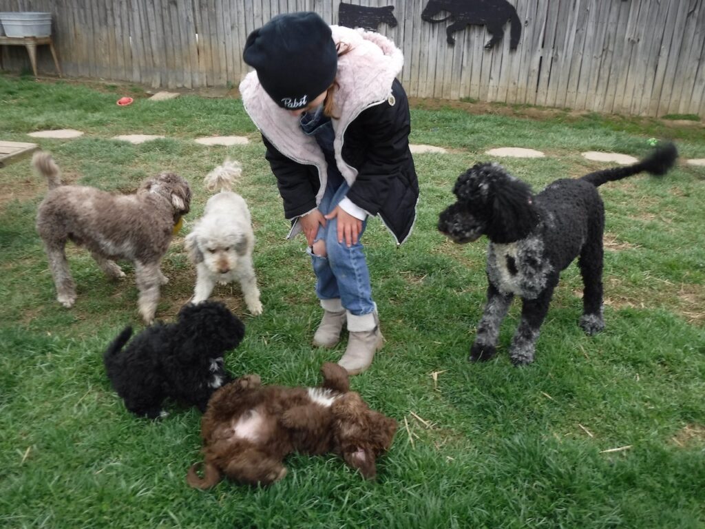 HavaPoo Puppies