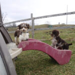 Havanese "Captain Crunch"