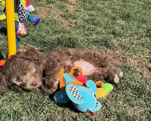 Available HavaPoo Puppy!
