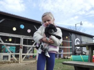 Black Merle HavaNoodle Puppy for sale