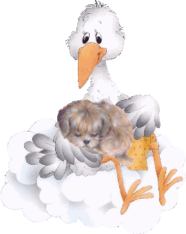 CavaPoo Puppies vs HavaPoo HavaNoodle Puppies Breeder
