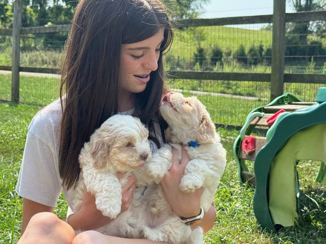 Flower's available Cream Tuxedo BLUE collar Sunshine Puppy
