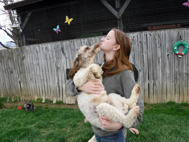 Moyen Poodle "Dancin Daisy"