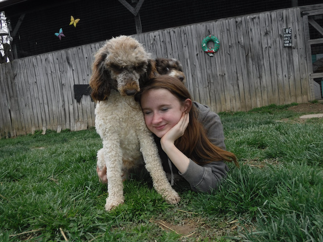 Moyen Poodle "Dancin Daisy"