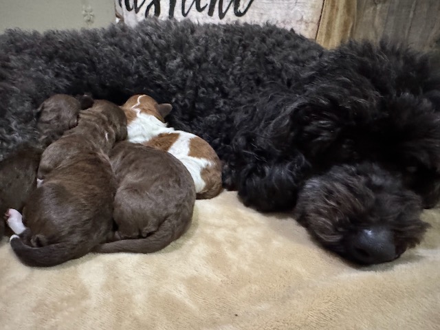 Sky's Newborn HavaPoo Puppies 