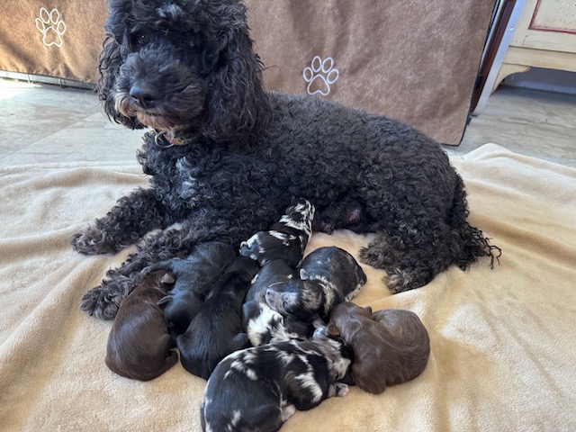 Nickers' HavaPoo (AKA HavaNoodle) Puppies