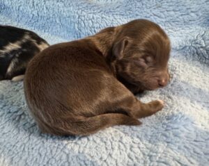 Nickers' #4 Chocolate male HavaPoo (AKA HavaNoodle) Puppy