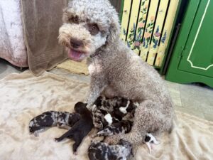 Havanese Poodle Yorkie puppies for sale breeder