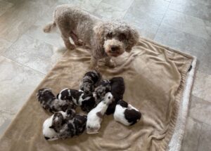 havanese poodle Yorkie puppies for sale