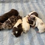 Havanese Poodle Yorkie puppies for sale breeder