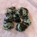 Havanese Poodle Yorkie puppies for sale breeder
