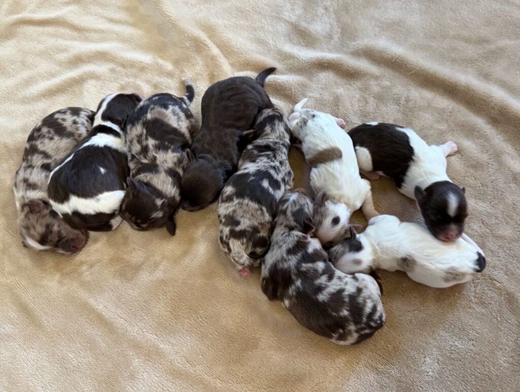 Havanese Poodle Yorkie puppies for sale breeder