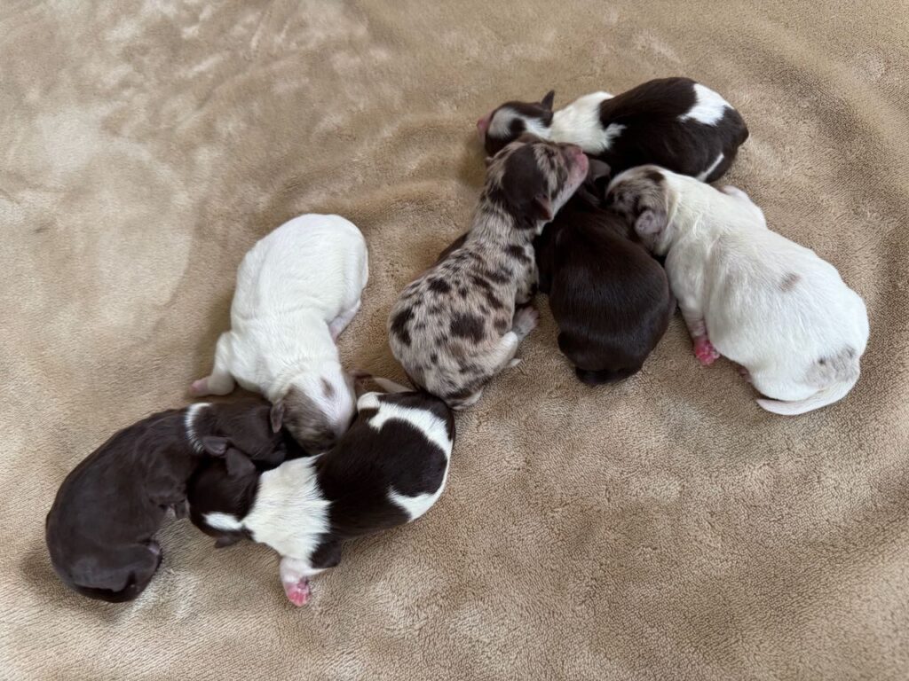 Popcorn's Brand new litter of 7 HavaPooKie Puppies
