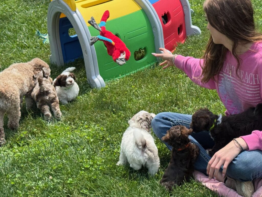 Popcorn with her 7 HavaPooKie puppies!!!