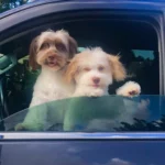 HavaPooKie (Havanese/Yorkie/Poodle)