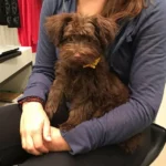 HavaPooKie (Havanese/Yorkie/Poodle)