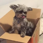 HavaPooKie (Havanese/Yorkie/Poodle)