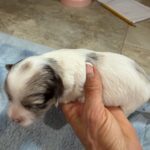 havanese poodle Yorkie puppies for sale