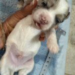 havanese poodle Yorkie puppies for sale