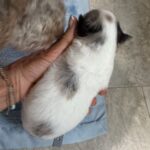 havanese poodle Yorkie puppies for sale