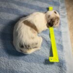 Havanese Yorkshire Terrier poodle puppies for sale