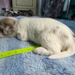 Havanese Yorkshire Terrier poodle puppies for sale