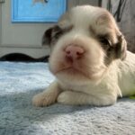 Havanese Yorkshire Terrier poodle puppies for sale
