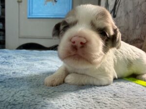 Havanese Yorkshire Terrier poodle puppies for sale