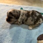 Havanese Yorkshire Terrier poodle puppies for sale