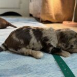 Havanese Yorkshire Terrier poodle puppies for sale