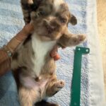 Havanese Yorkshire Terrier poodle puppies for sale
