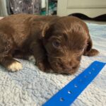 Havanese Yorkshire Terrier poodle puppies for sale