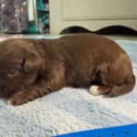 Havanese Yorkshire Terrier poodle puppies for sale