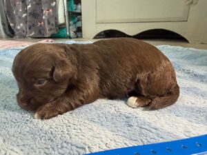 Havanese Yorkshire Terrier poodle puppies for sale