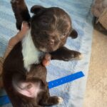 Havanese Yorkshire Terrier poodle puppies for sale