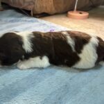 Havanese Yorkshire Terrier mini poodle puppies for sale