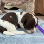 Havanese Yorkshire Terrier mini poodle puppies for sale