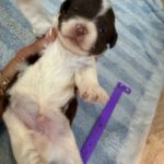 Havanese Yorkshire Terrier mini poodle puppies for sale