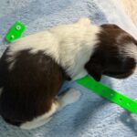 Havanese Yorkshire Terrier mini poodle puppies for sale