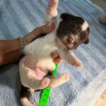 Havanese Yorkshire Terrier mini poodle puppies for sale