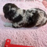 Havanese Yorkshire Terrier mini poodle puppies for sale