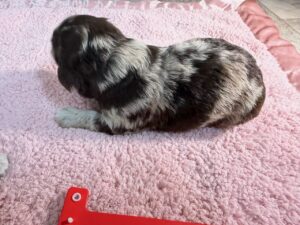 Havanese Yorkshire Terrier mini poodle puppies for sale