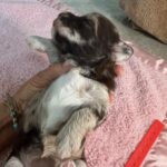 Havanese Yorkshire Terrier mini poodle puppies for sale