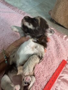 Havanese Yorkshire Terrier mini poodle puppies for sale