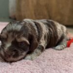 Havanese Yorkshire Terrier mini poodle puppies for sale