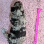 Havanese Yorkshire Terrier mini poodle puppies for sale