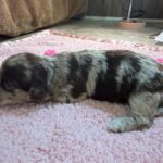 Havanese Yorkshire Terrier mini poodle puppies for sale